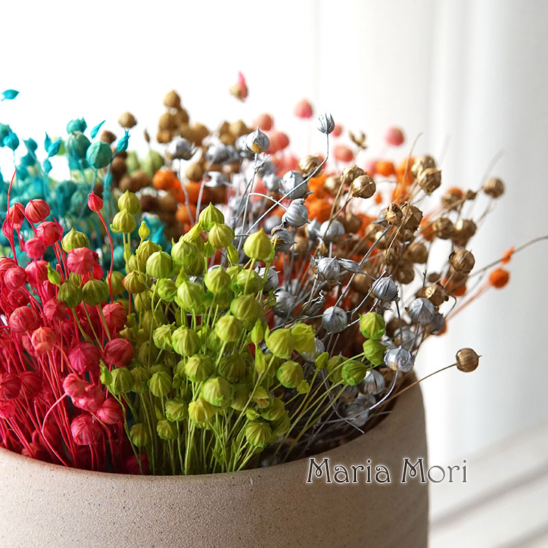 5g/Preserved Flax Bean Natural - Dried Flower Bulk ulasan dan harga