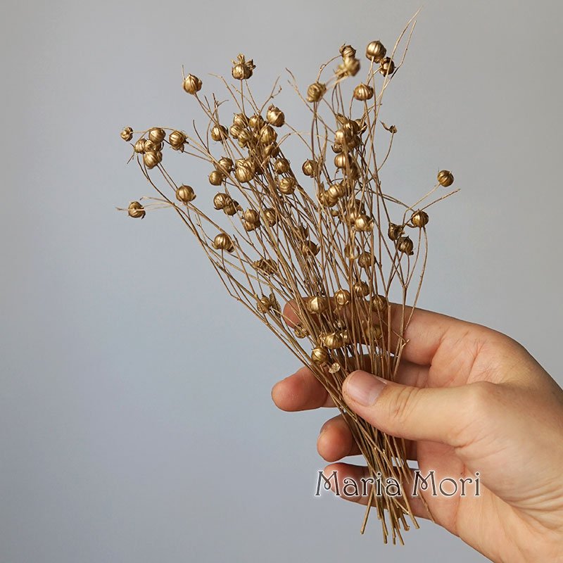 5g/Preserved Flax Bean Natural - Dried Flower Bulk ulasan dan harga