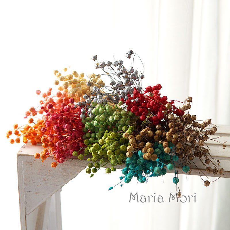 5g/Preserved Flax Bean Natural - Dried Flower Bulk ulasan dan harga