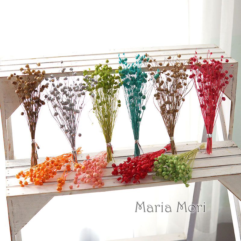 5g/Preserved Flax Bean Natural - Dried Flower Bulk ulasan dan harga