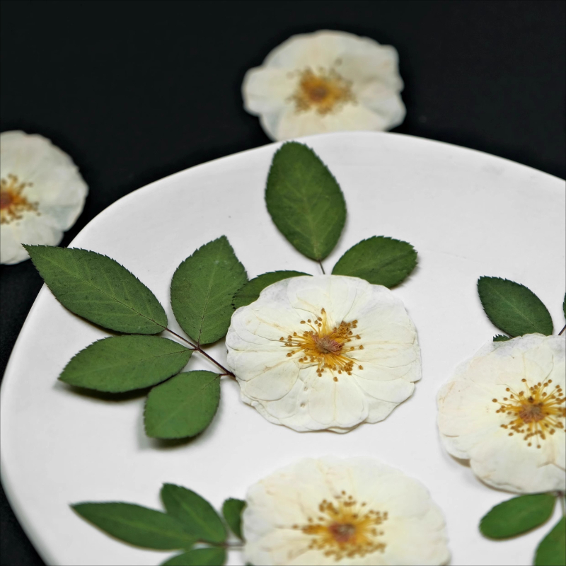 6pcs,9pcs,Nature White Rose Pr - Dried Flower Bulk ulasan dan harga
